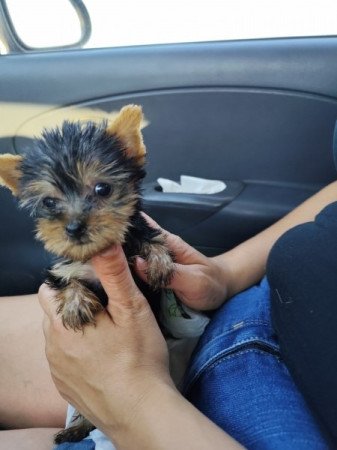 Yorkshire terrier