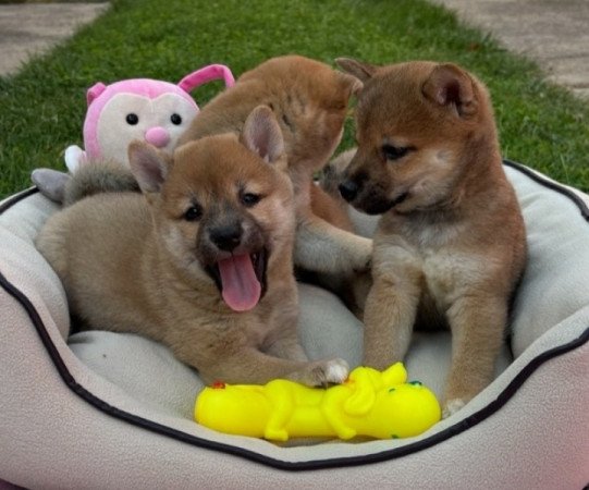 Shiba inu