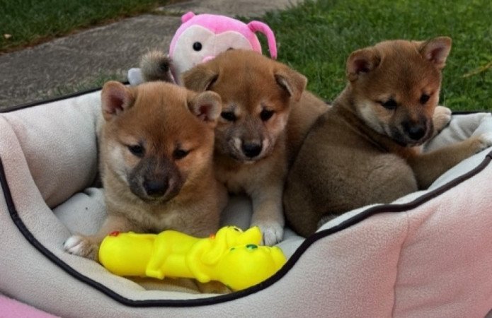 Shiba inu