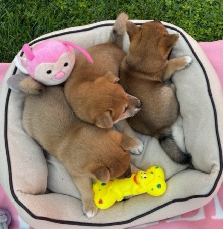 Shiba inu