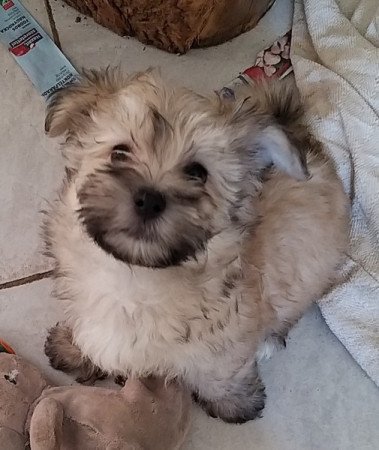 Bichon havanese