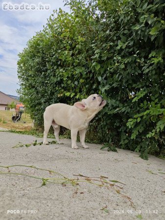 Francia bulldog fiú