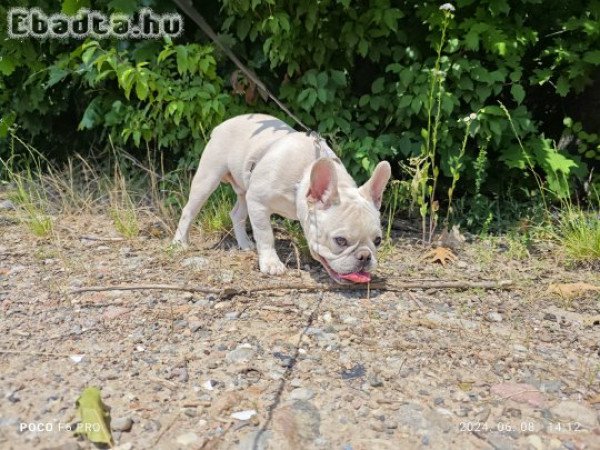 Francia bulldog fiú