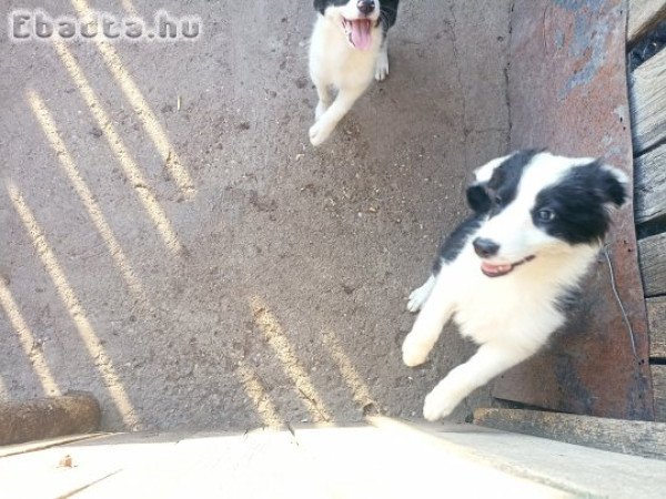 Border collie kiskutyák  Ceglédről. 70 45 85 790