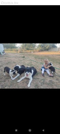 Border collie kiskutyák  Ceglédről. 70 45 85 790