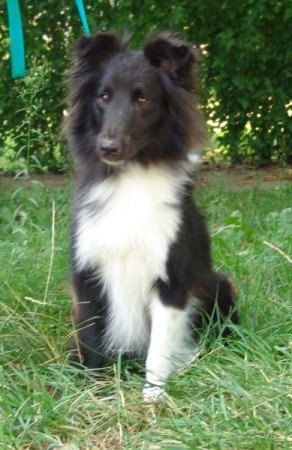 Sheltie (Shetland sheepdog)