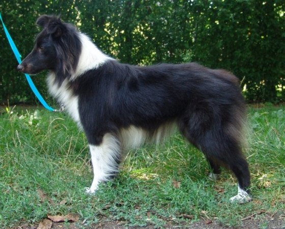 Sheltie (Shetland sheepdog)