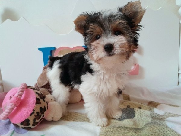 Biewer Yorkshire terrier