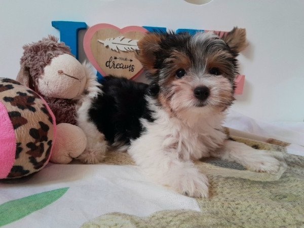 Biewer Yorkshire terrier