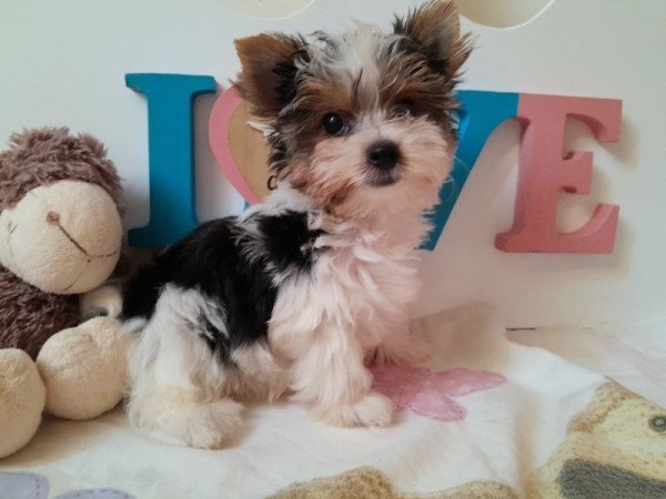 Biewer Yorkshire terrier