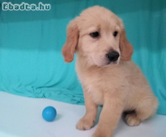 Gyönyörű Golden Retriever kölykök