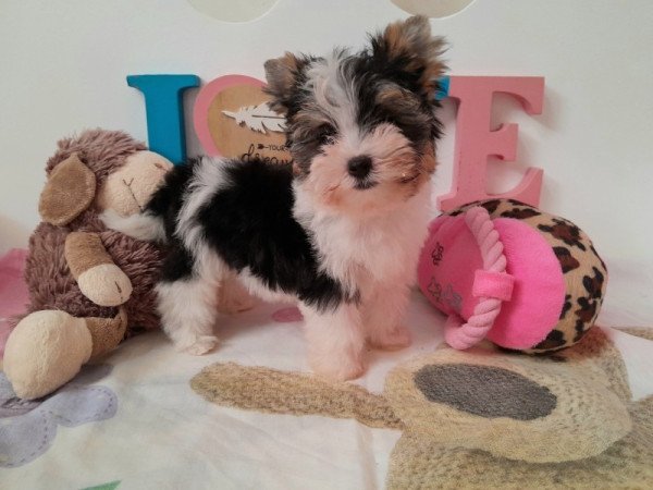 Biewer Yorkshire terrier