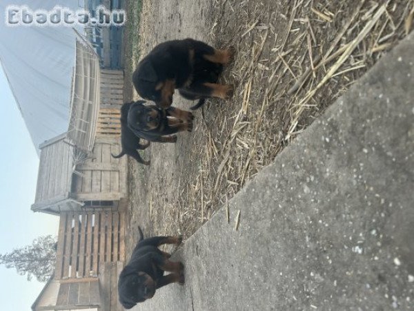 Eladó 3 gyönyörű  kisfiú Rottweiler