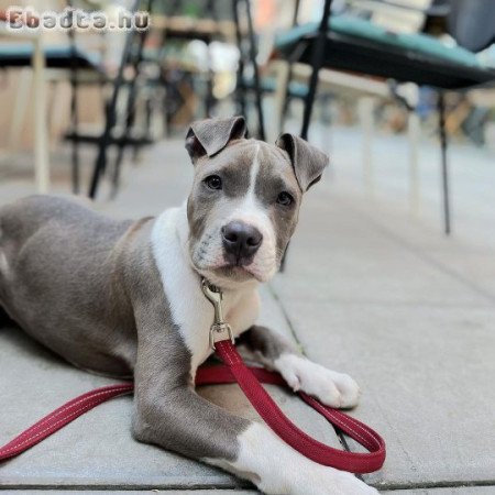 Max, az aranyos Amstaff kutyus örökbefogadásra