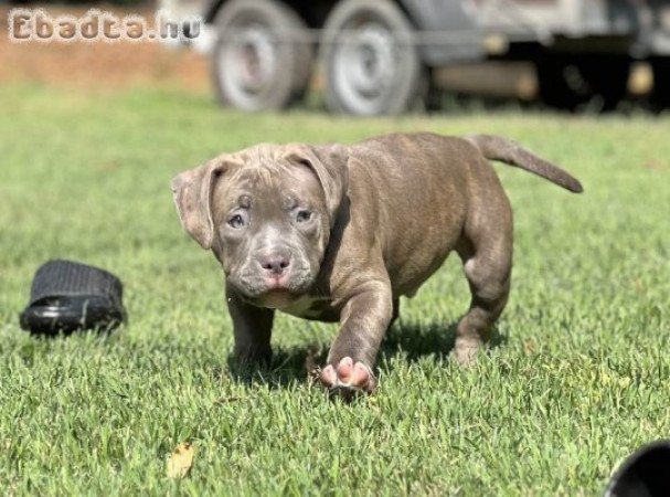 American Bully Pocket