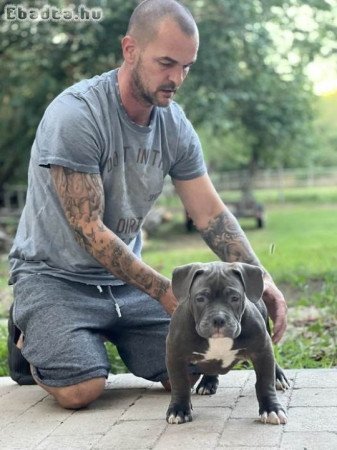 American Bully Pocket