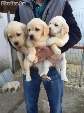 Labrador kölykök