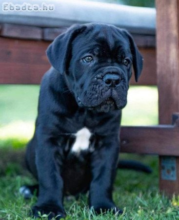 Cane corso puppy  for sale