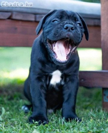 Cane corso puppy  for sale