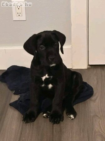 Cane corso puppy  for sale