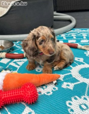 Dachshund puppies for adoption