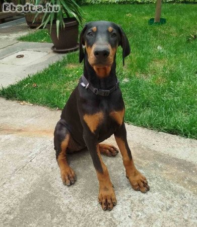 Doberman puppies