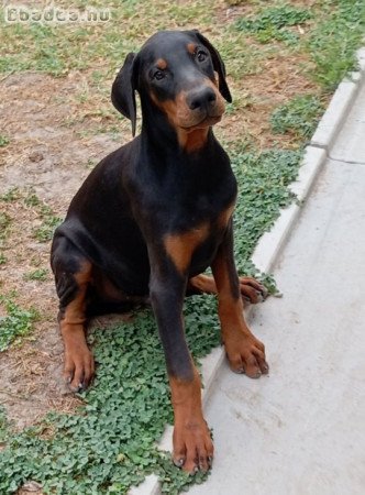 Doberman puppies