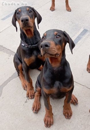 Doberman puppies