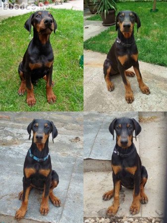 Doberman puppies