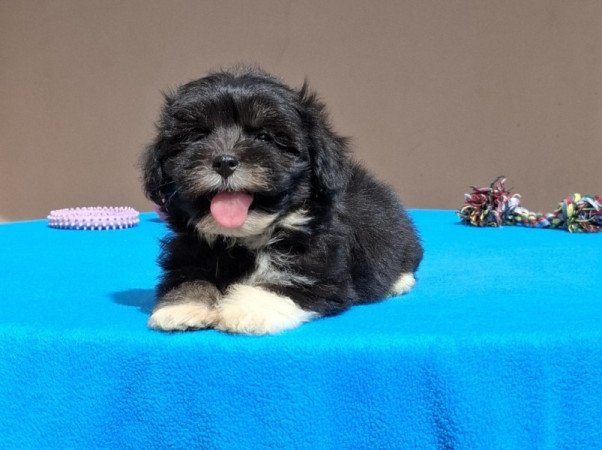 Bichon havanese