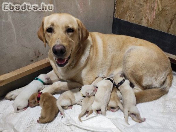 Labrador kiskutyák eladóak