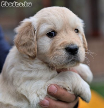 Arany és Krém golden retriever