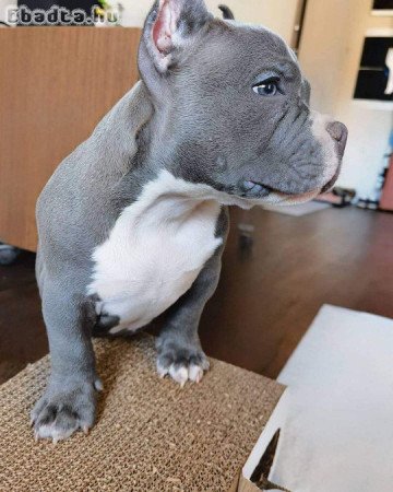 American Bulldogs for sell with pedigree