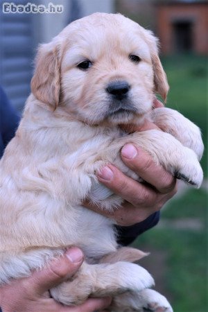 Arany és Krém golden retriever