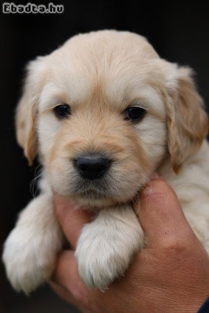 Arany és Krém golden retriever