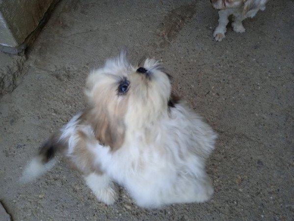 shi tzu