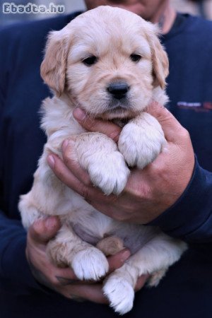 Arany és Krém golden retriever