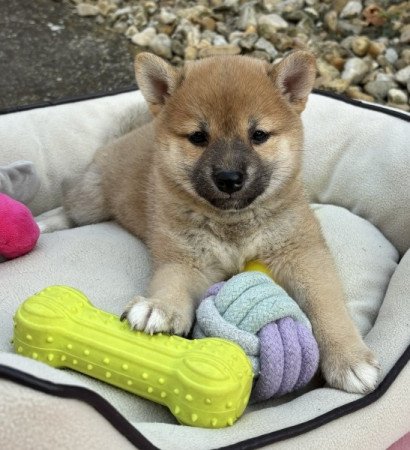 Shiba inu