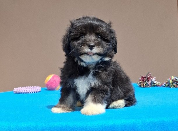 Bichon havanese