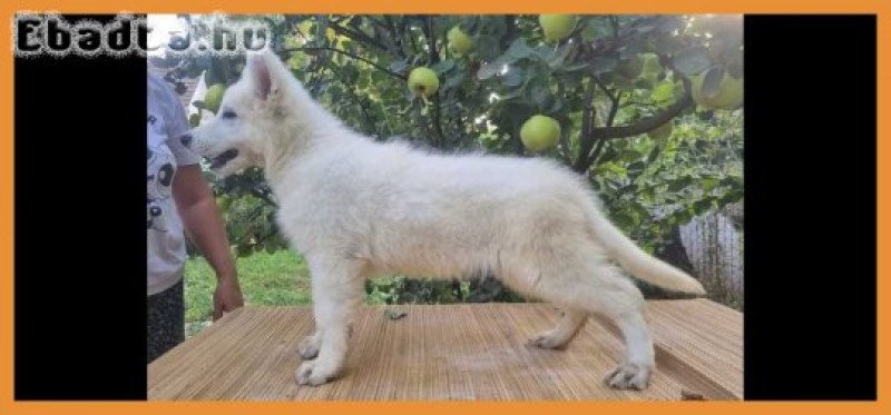 Swiss White Shepherd puppies.