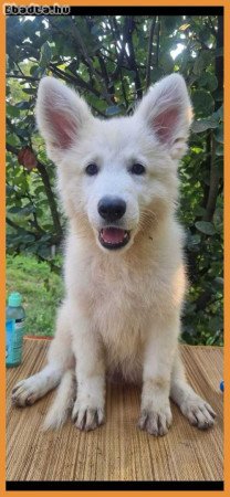 Swiss White Shepherd puppies.