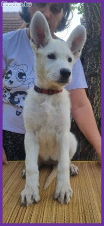 Swiss White Shepherd puppies.