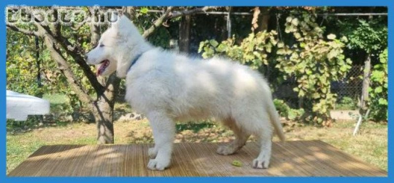 Swiss White Shepherd puppies.