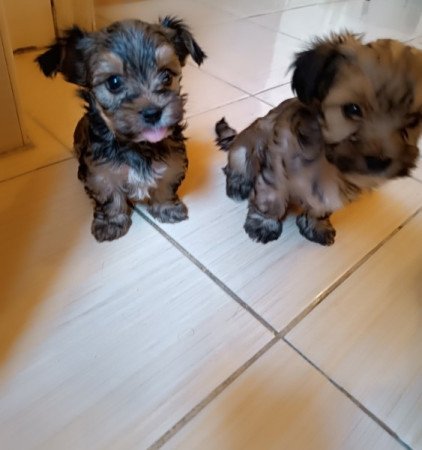 Yorki és havanese