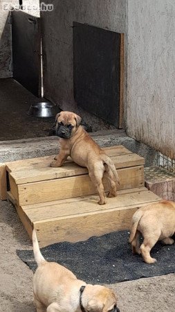 Eladó törzskönyvezett bullmastiff kiskutyák