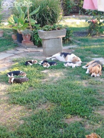 Tricolor Beagle kiskutyák