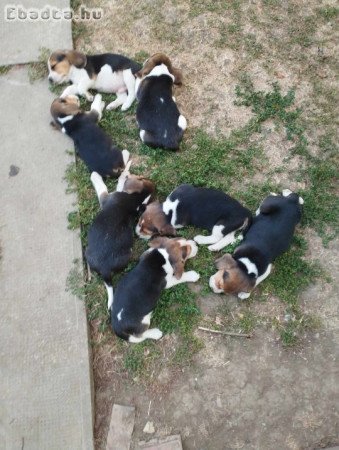 Tricolor Beagle kiskutyák