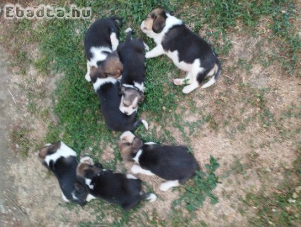 Tricolor Beagle kiskutyák