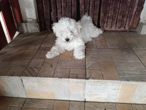 Bichon Bolognesse