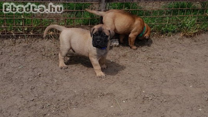 Eladó törzskönyvezett bullmastiff kiskutyák